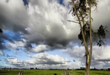 意甲：体育米兰以1比0 小胜乌迪内.